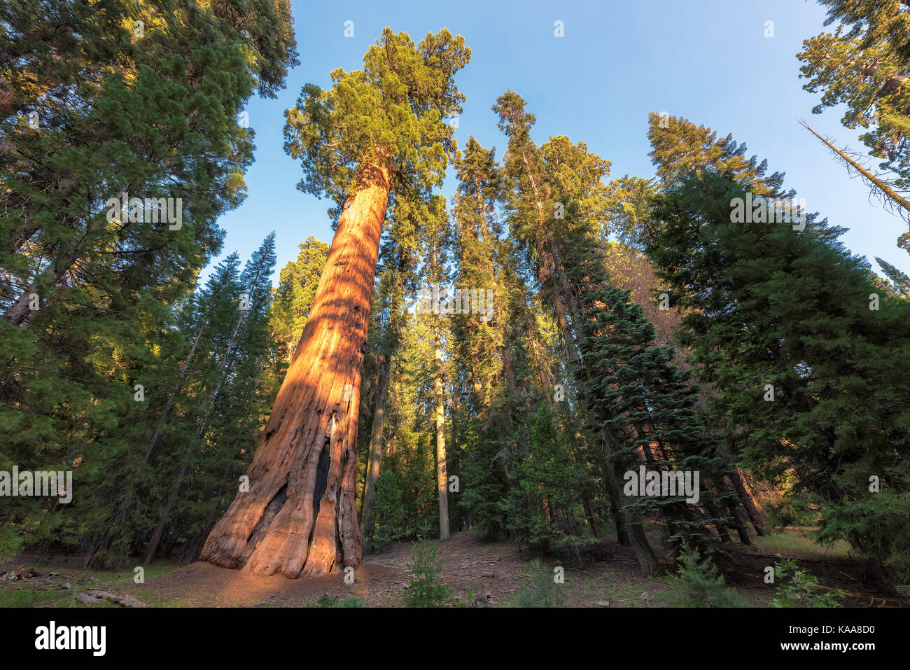 Redwood árboles Sequoia National Park, California. Foto de stock