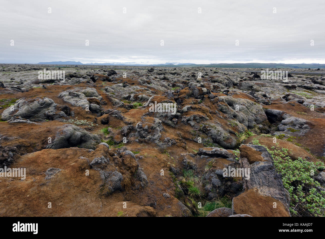 Campo de musgo en Islandia Foto de stock