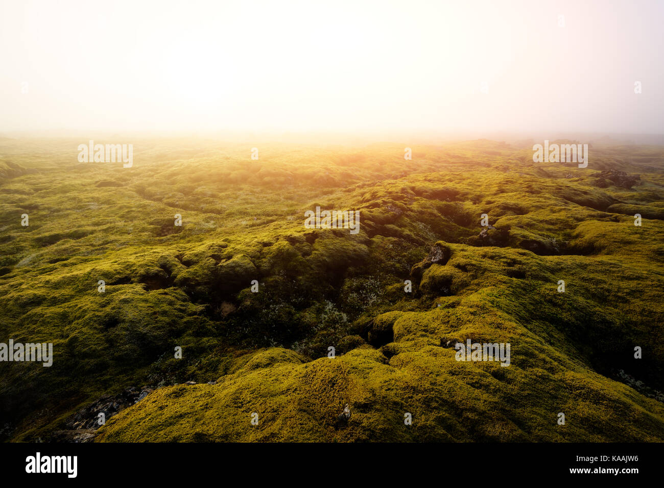 Campo de musgo en Islandia Foto de stock