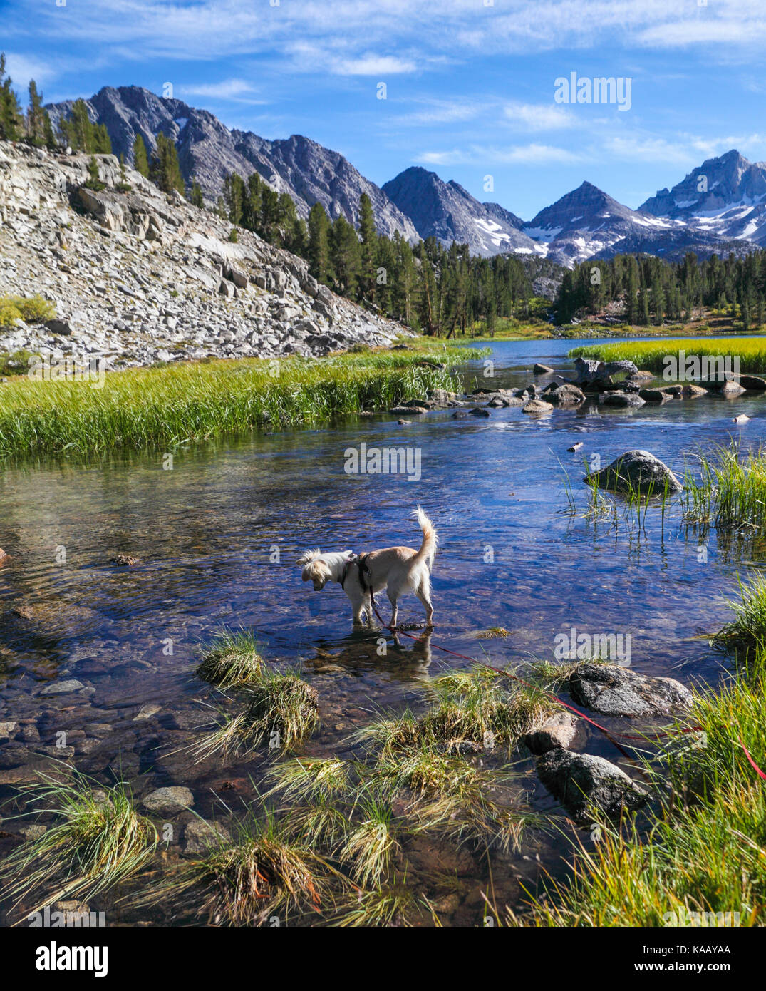 Cachorro en pequeños lagos valle en Rock Creek Canyon en la parte oriental de la sierra de California, a unos 25 km de Mammoth Lakes Foto de stock
