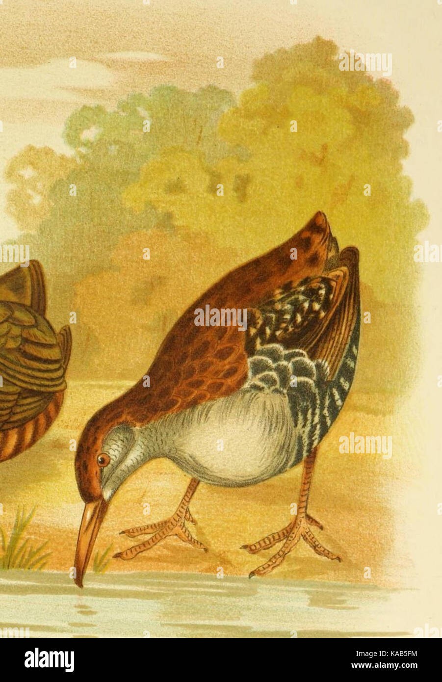 Las aves de Australia (16794262792) (recortado) Foto de stock