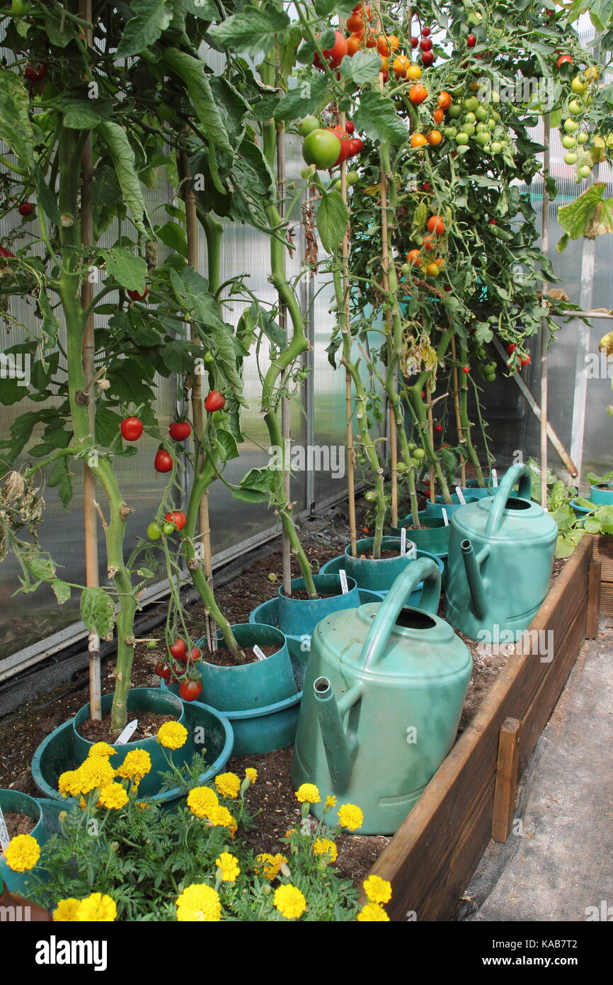 Las plantas de tomate, despojadas de sus hojas inferiores para alentar una mejor cosecha, creciendo en bordes elevados en un invernadero en un jardín de adjudicación en inglés Foto de stock