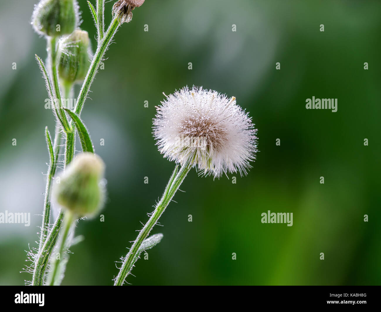 Primer plano de un macro jaramago blanco cabeza floral y semillas, sobre un fondo verde, mostrando muchas gotas de agua de lluvia en la flor, semillas y pétalos Foto de stock