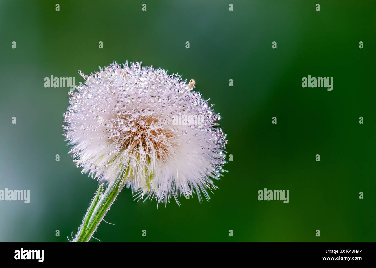 Primer plano de un super macro jaramago blanco cabeza floral y semillas, sobre un fondo verde, mostrando muchas gotas de agua de lluvia en la flor, semillas y pétalo Foto de stock