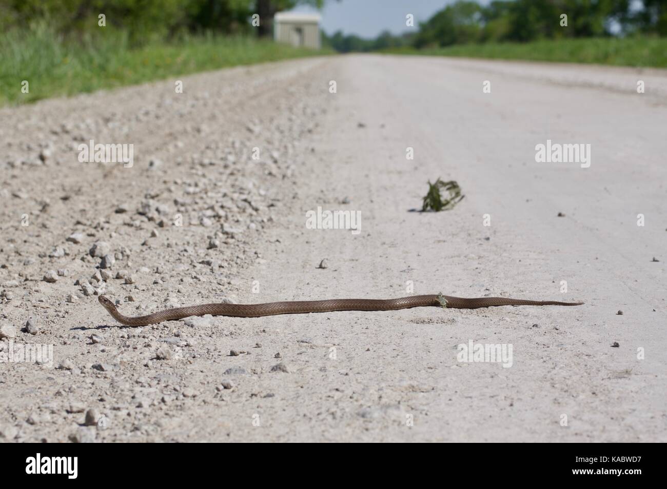 Una de dekay (storeria dekayi brownsnake) extendida sobre un camino de grava en squaw Creek National Wildlife Refuge, Missouri, EE.UU. Foto de stock