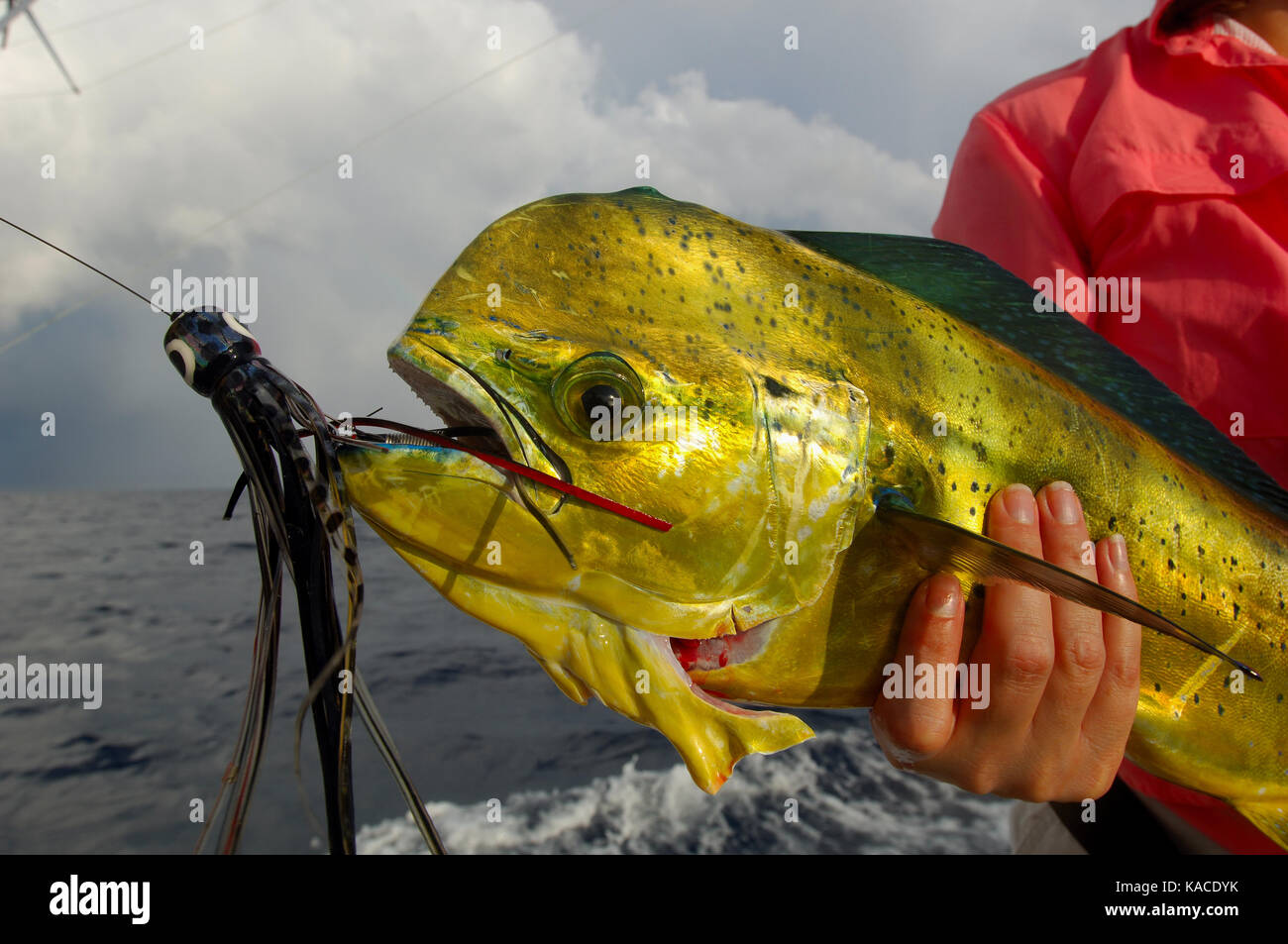 Una mujer pescador posee un delfín aka mahi mahi o dorado capturado