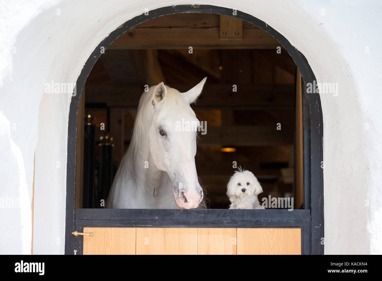 Lipizzan Horse y su amigo, un perro maltés, mirando a través de una puerta estable. Eslovenia Foto de stock