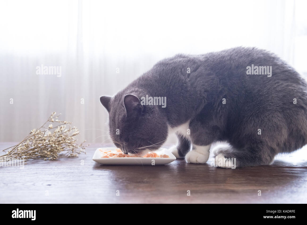 Gris British Shorthair gatos comen carne Foto de stock