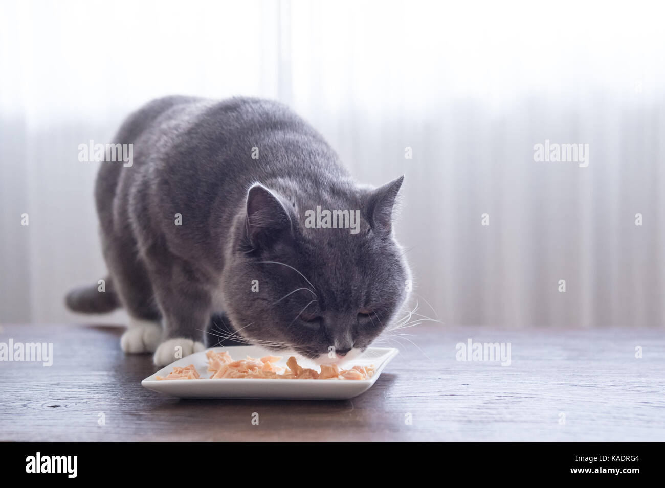 Gris British Shorthair gatos comen carne Foto de stock