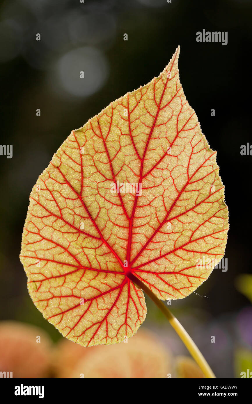 Parte inferior de Hardy begonia hoja lateral mostrando las venas y venas sublateral Foto de stock