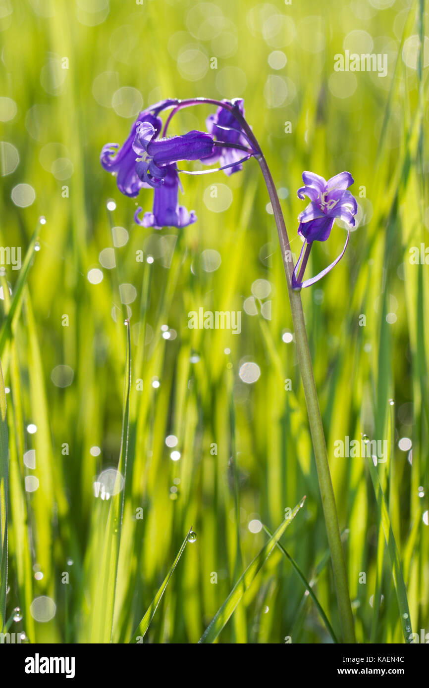 Bluebell común (Hyacinthoides non-scripta) floración en pastizales. Powys, Gales, Mayo. Foto de stock