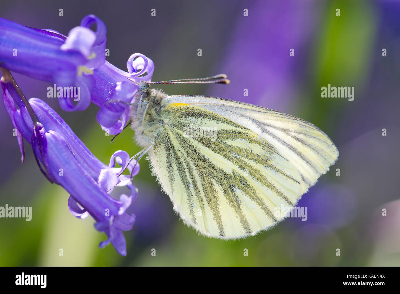 Verde-Blanco veteado (Pieris napi) mariposa adulta alimentándose de Bluebell (Hyacinthoides non-scripta) flores. Powys, Gales. Mayo Foto de stock