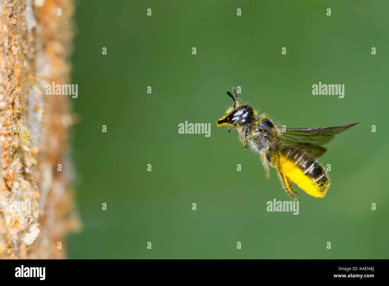 Tijera grande de abeja (Chelostoma florisomne) en vuelo a la entrada del nido el agujero con una carga de polen. Powys, Gales. Julio. Foto de stock