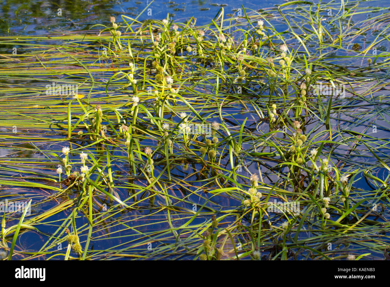 Bur-flotante reed (Sparganium angustifolium) florece en un estanque de montaña. Powys, Gales. Julio. Foto de stock
