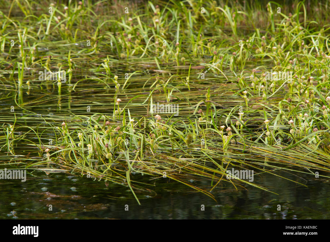 Bur-flotante reed (Sparganium angustifolium) florece en un estanque de montaña. Powys, Gales. Julio. Foto de stock