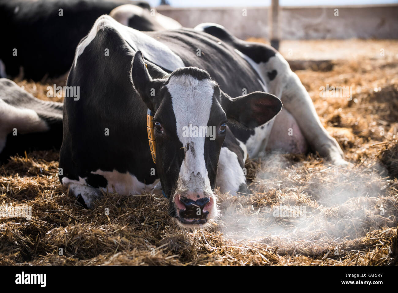 En un granero de vaca Foto de stock