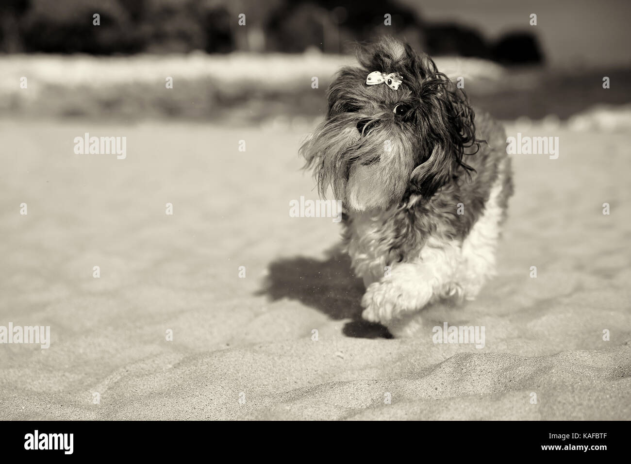 Feliz Bichón Habanero lindo perro con pelo ribbon bow ejecutando en la playa. Imagen en tonos sepia, profundidad de campo, enfoque en los ojos. Espacio para el texto Foto de stock