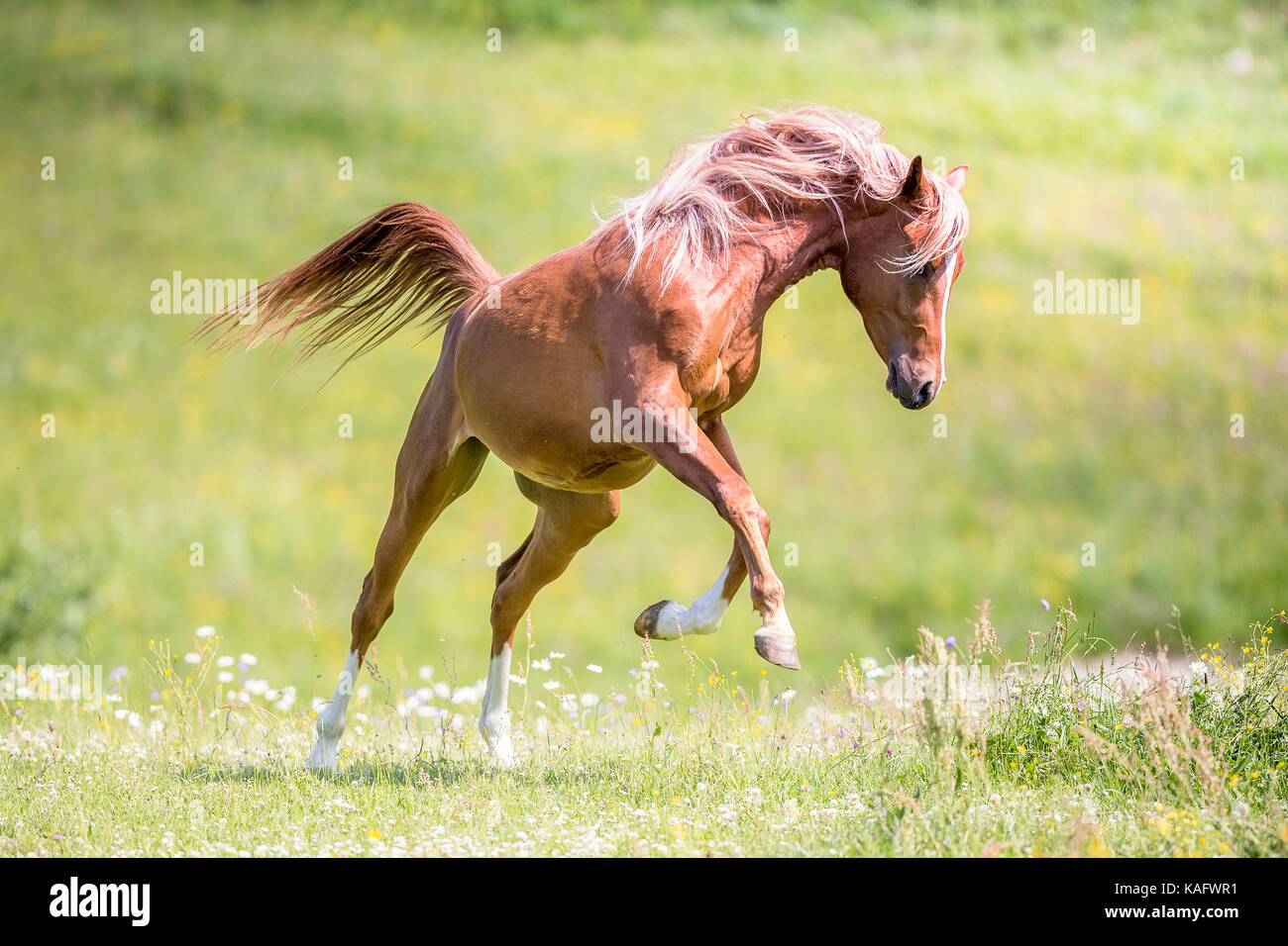 Arabian Horse. Semental castaño menores saltando sobre una pastura. Austria Foto de stock