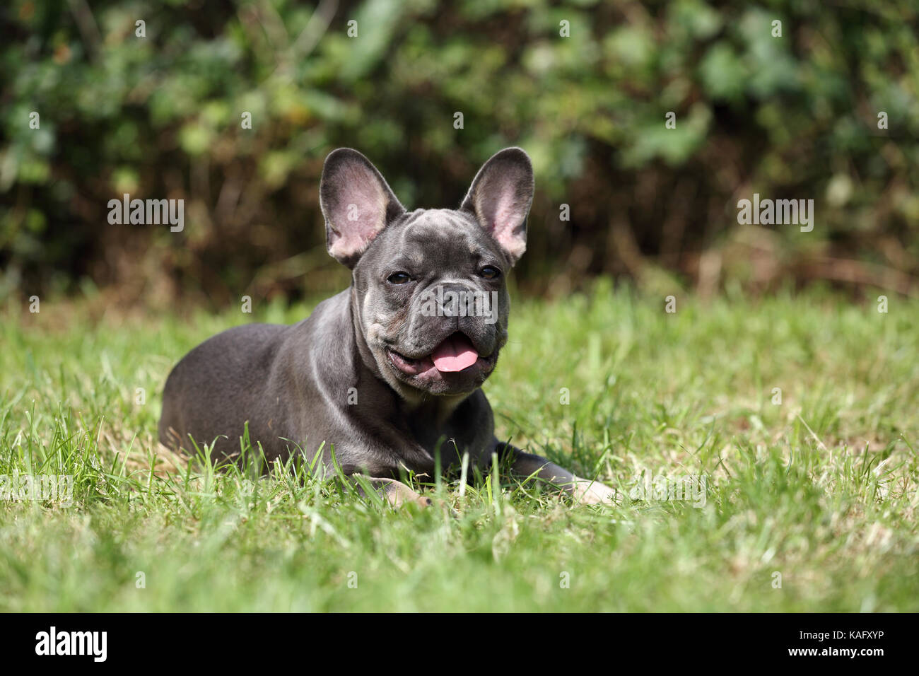 Bulldog Francés. Cachorro macho tumbado en la hierba mientras jadeando. Alemania Foto de stock