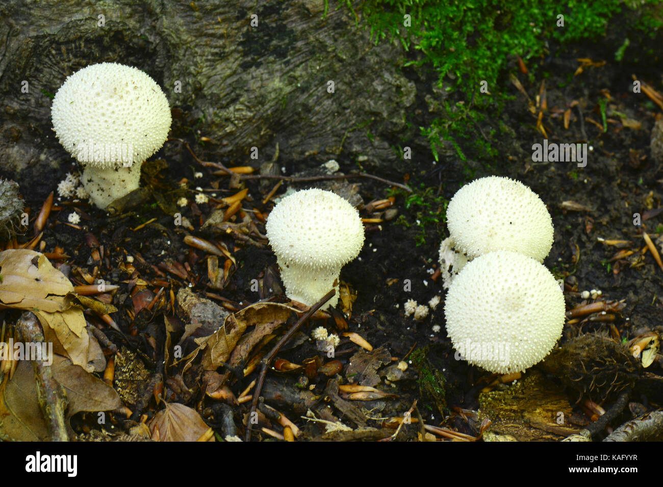 Puffball común, pobre Mans mollejas (Lycoperdon perlatum), órganos de fructificación de tamaños diferentes. Foto de stock