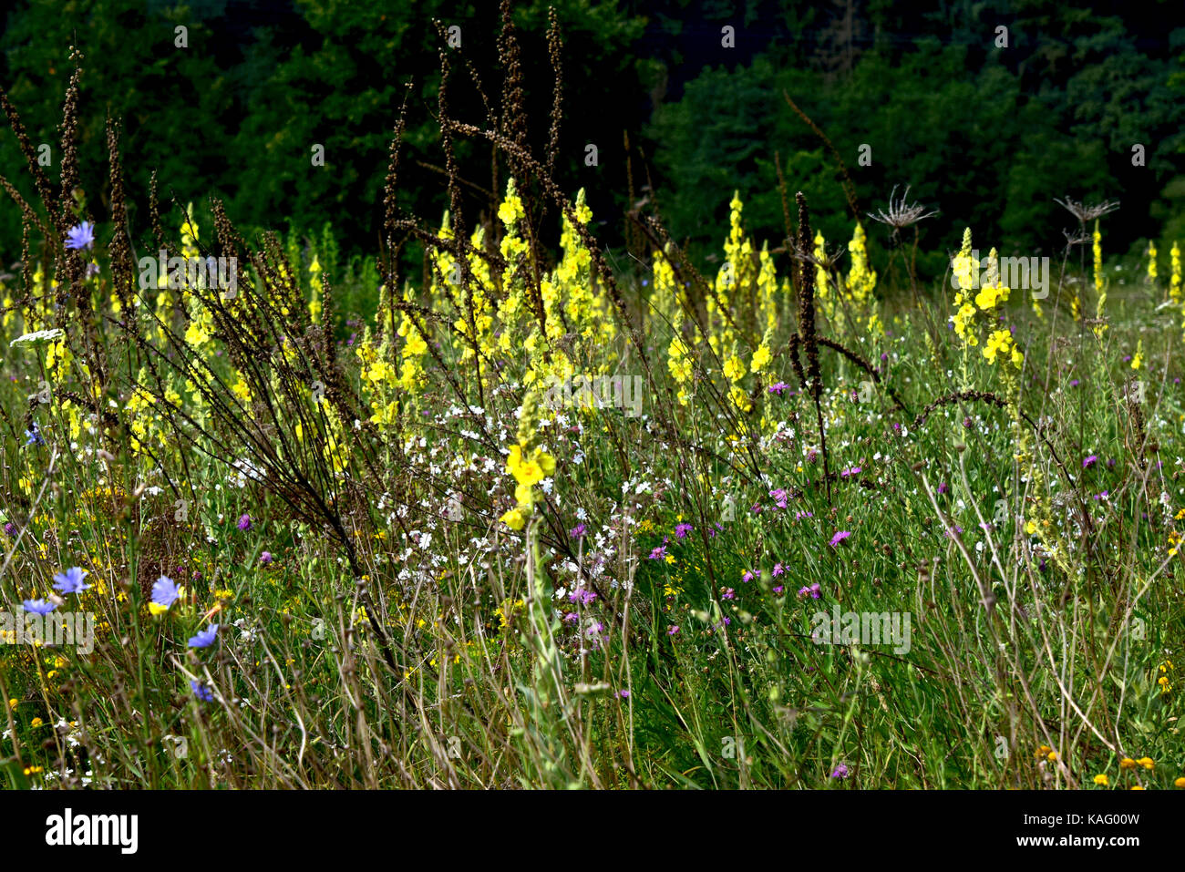 Flor grande (Mullein Verbascum densiflorum, Verbascum thapsiforme), plantas  de floración morada en las tierras de barbecho Fotografía de stock - Alamy