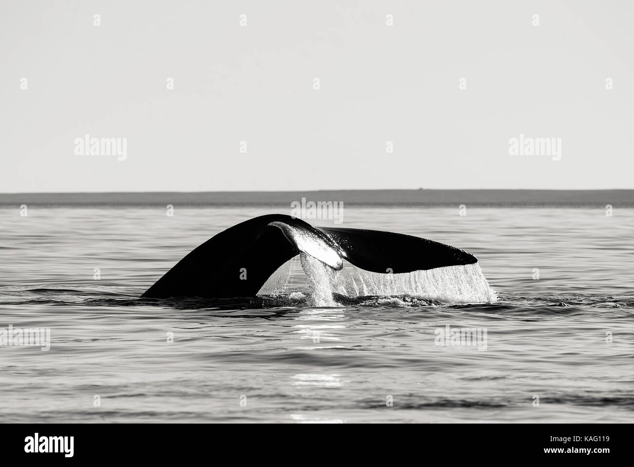 Cola de ballena franca austral en una tarde soleada de Fluke, Península Valdés, Patagonia, Argentina. Foto de stock