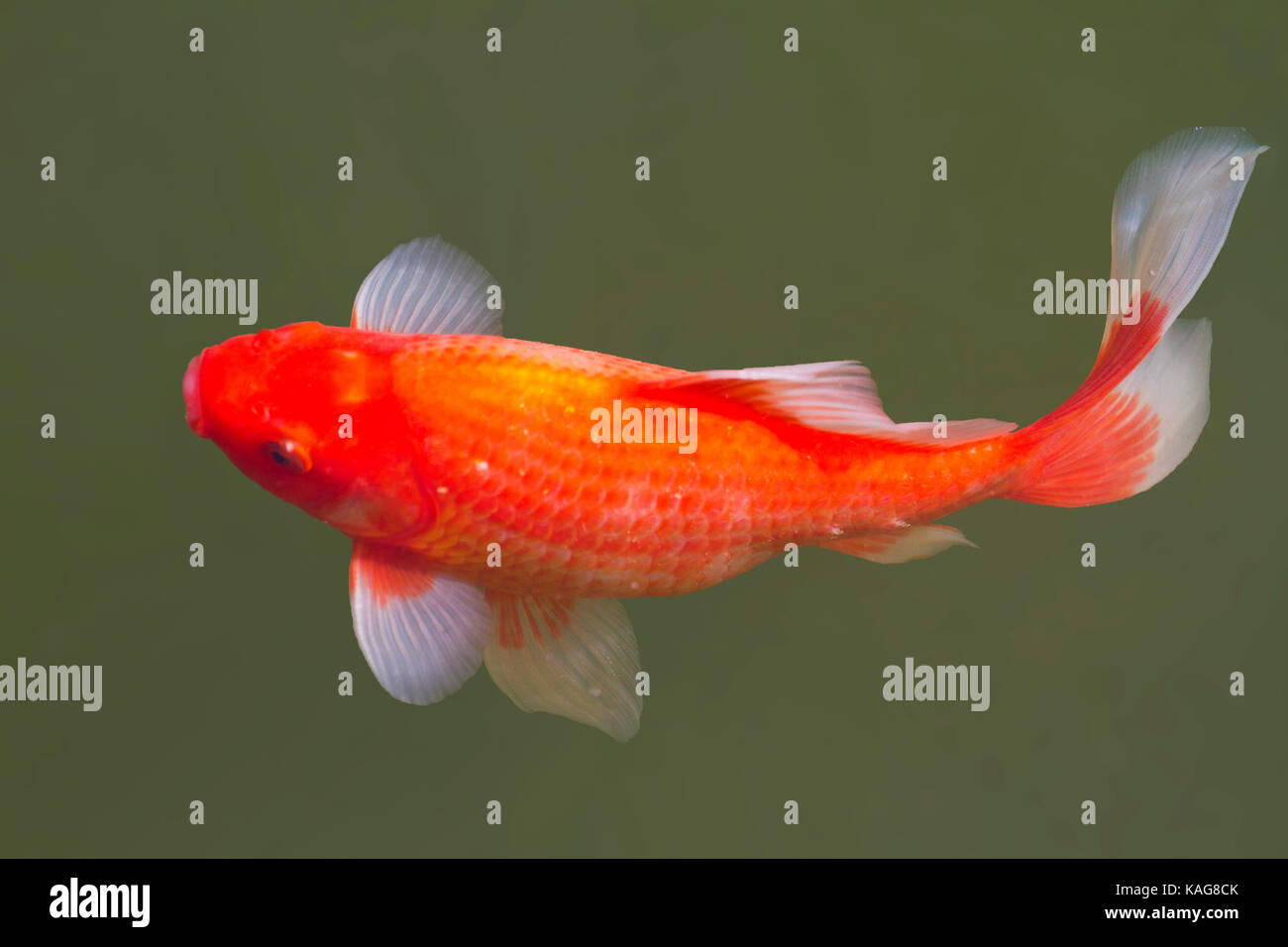 Goldfish en un estanque de agua dulce , los peces y la vida bajo el agua. Foto de stock