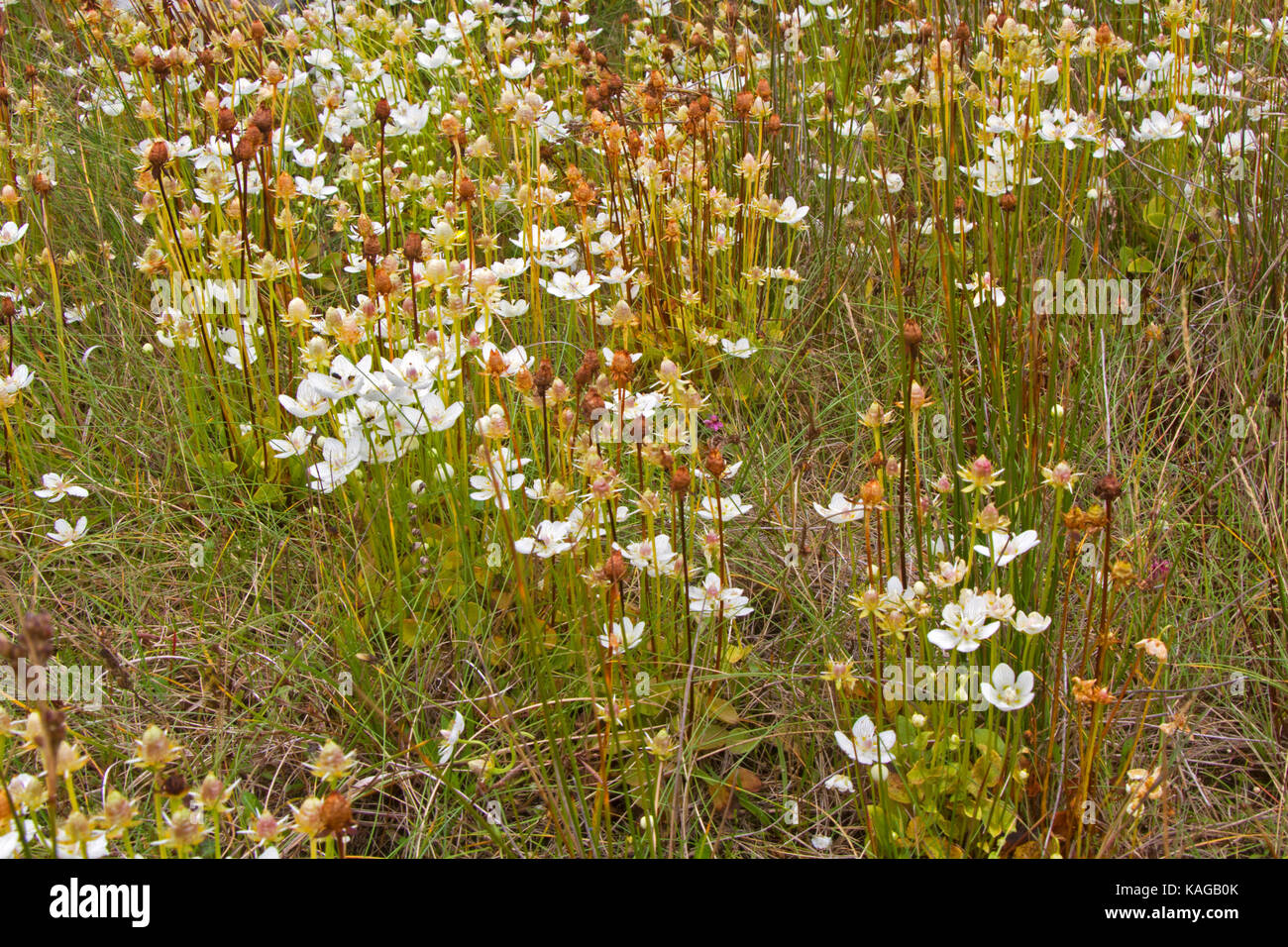 Campo con muchas flores blancas de Marsh hierba de parnassus Foto de stock