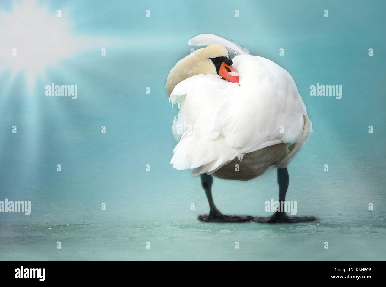 Cisne (Cygnus olor) está de pie sobre el hielo, la cabeza en el plumaje, Dinamarca Foto de stock