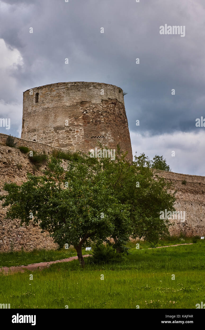Una fortaleza antigua muralla con torres de vigilancia. antes de la pared crece un árbol de hoja caduca con una corona redonda. Rusia, pskov región Foto de stock