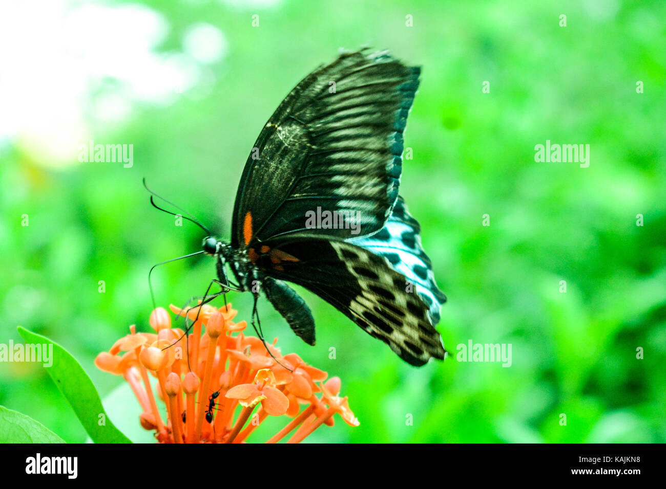 mariposa Foto de stock