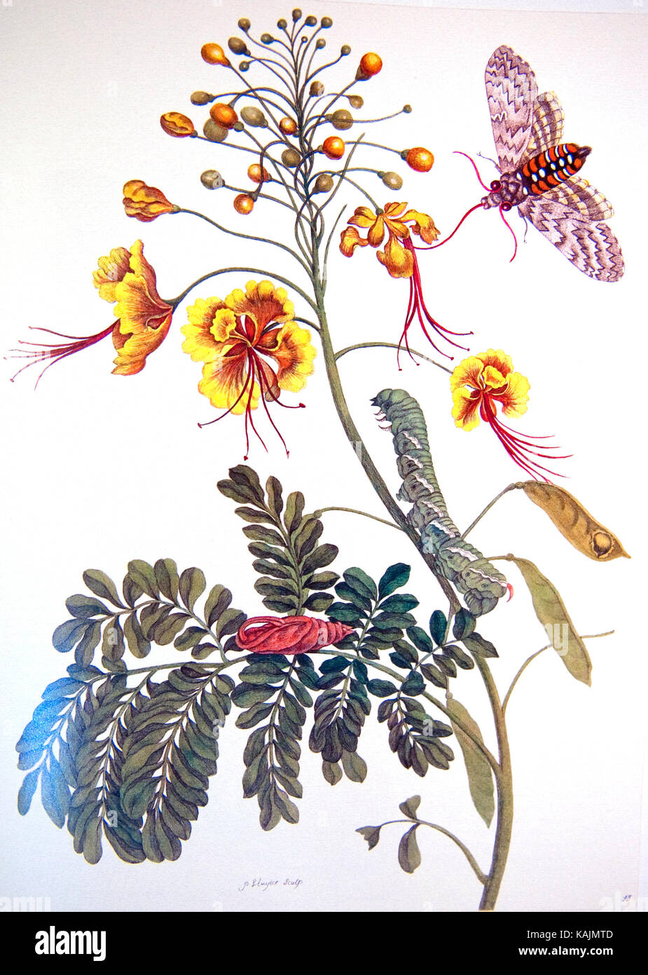 Maria MERIAN (1647-1717) naturalista alemán. Ilustraciones de su libro de 1705 Metamorfosis insectorum Surinam amensium Foto de stock