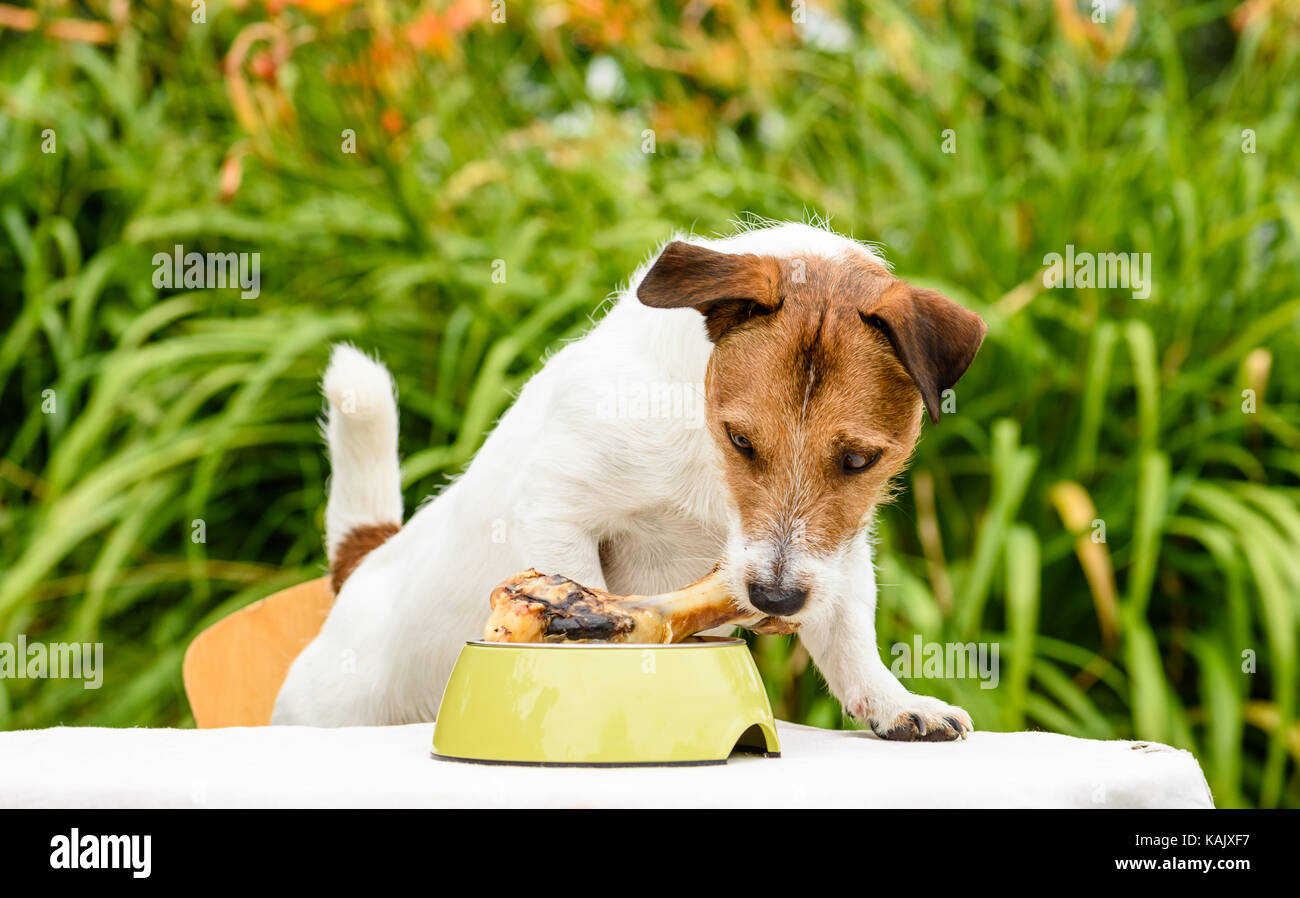 Perro doméstico sniffing de hueso en la carne canina en la mesa permanente bowl Foto de stock