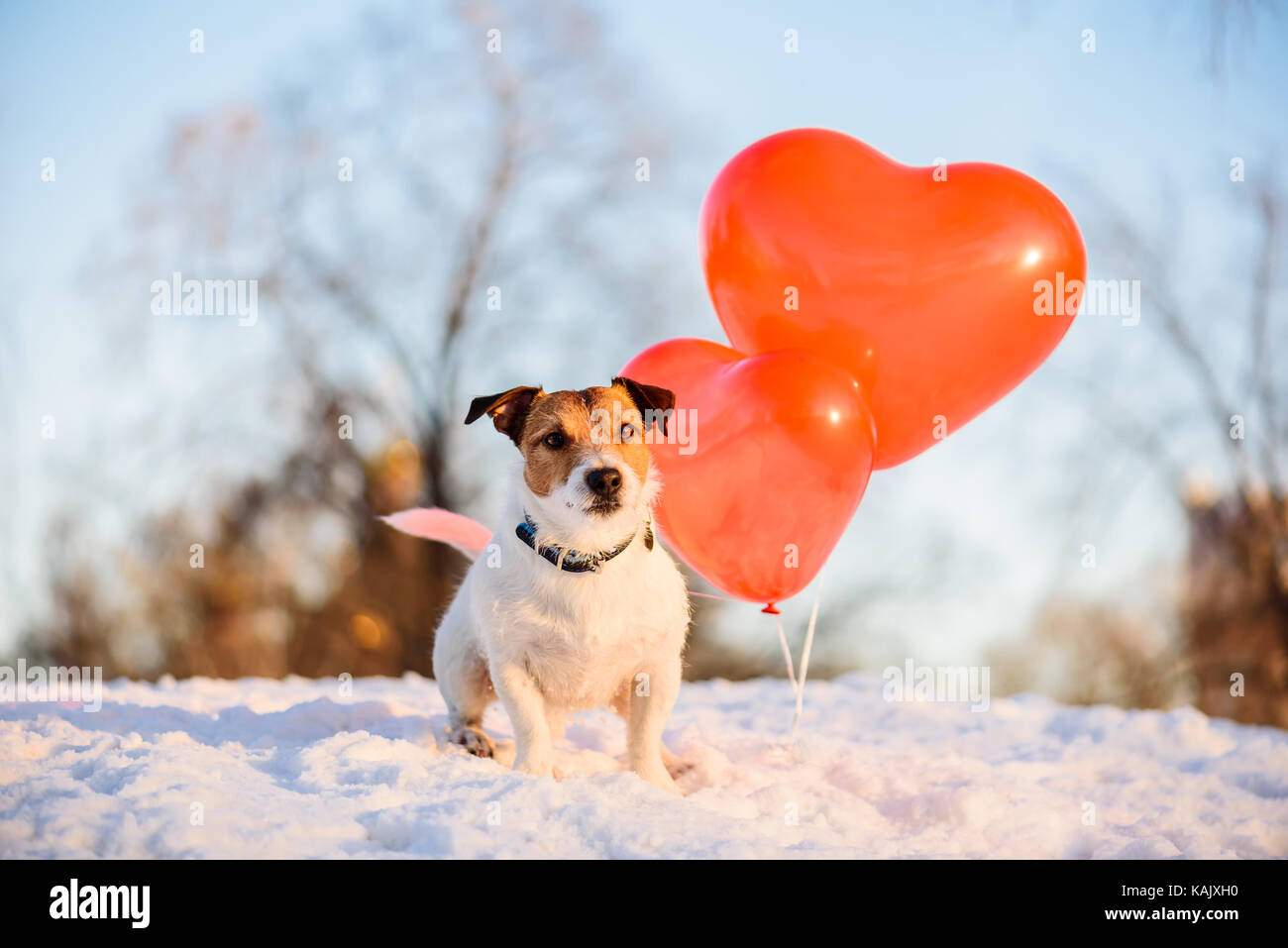 Concepto de vacaciones con el perro y los globos de aire para el día de San Valentín, un cumpleaños o aniversario Foto de stock