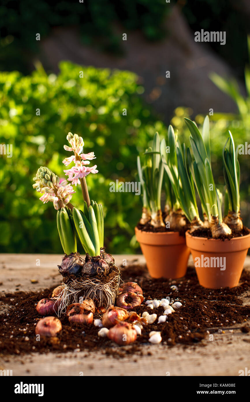 Movilizar contrabando Muy enojado Para plantar bulbos de jacinto Fotografía de stock - Alamy