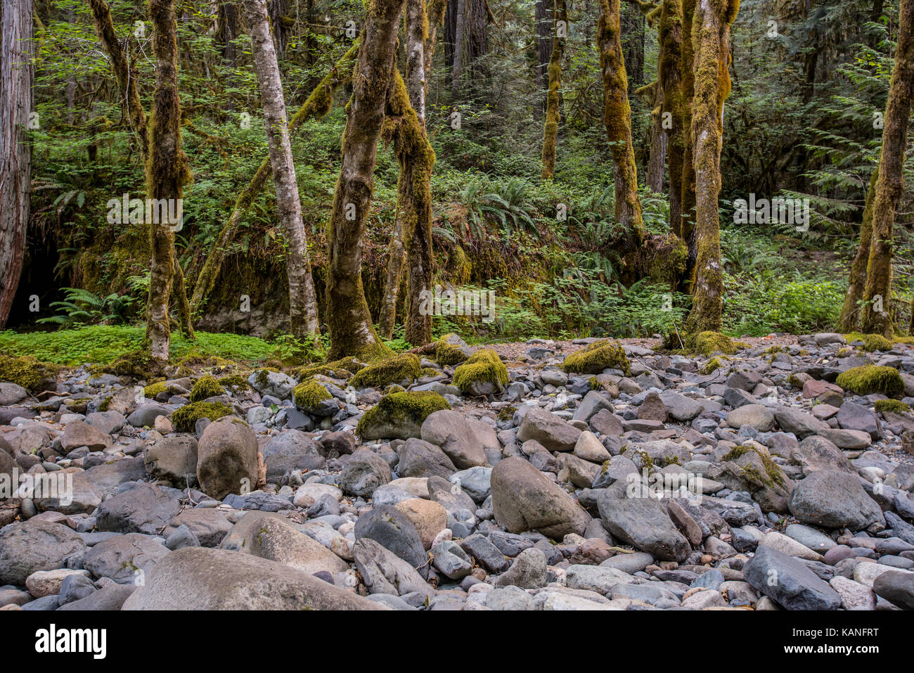 Las rocas y los árboles a lo largo de brice Creek trail en Oregon desierto Foto de stock