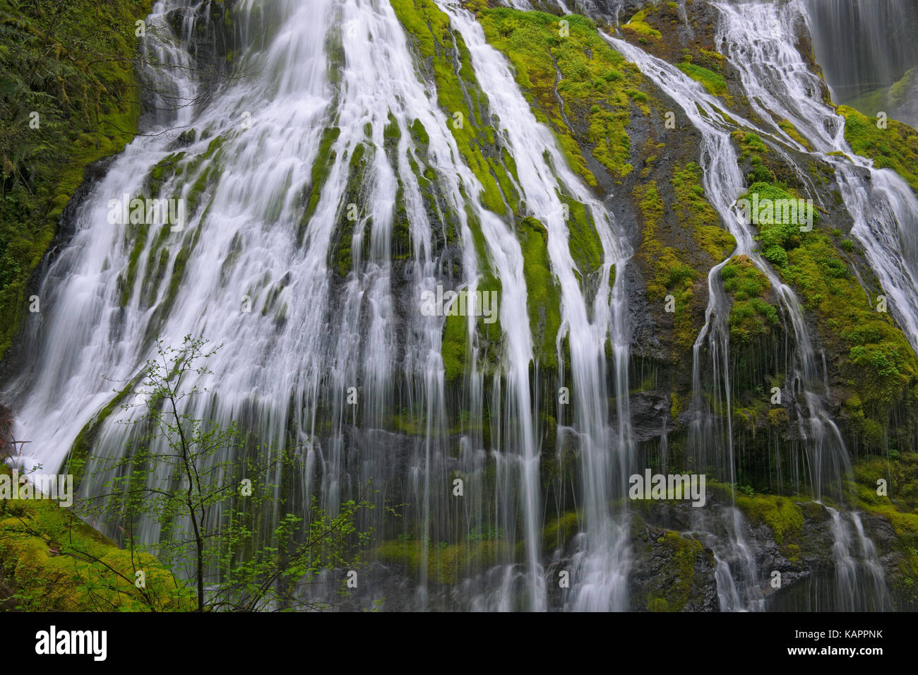 Washington's Panther Creek Falls en primavera. Foto de stock