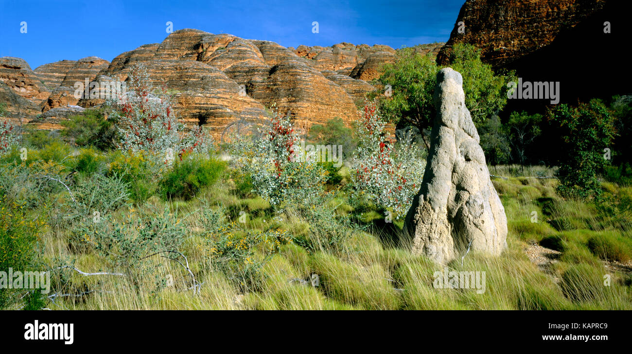 Wickham's grevillea (grevillea wickhamii) y entreteje con colmena formación tierra detrás. Parque Nacional de Purnululu, región de Kimberley, en Australia occidental Foto de stock