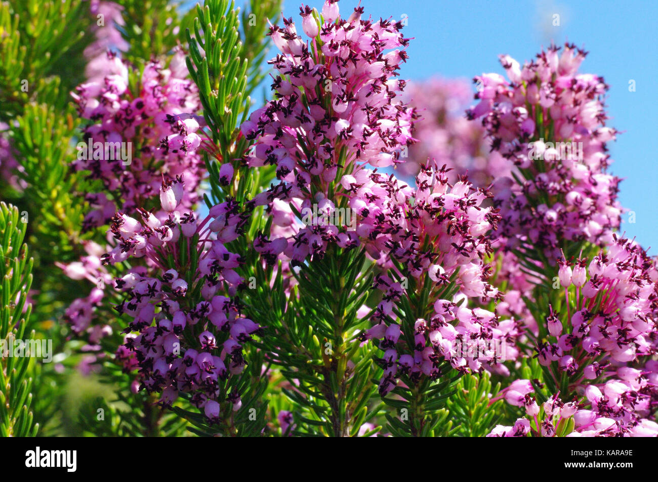 Esto es Erica multiflora, el Mediterráneo Heath, nativa de la cuenca mediterránea, la familia Ericaceae Foto de stock