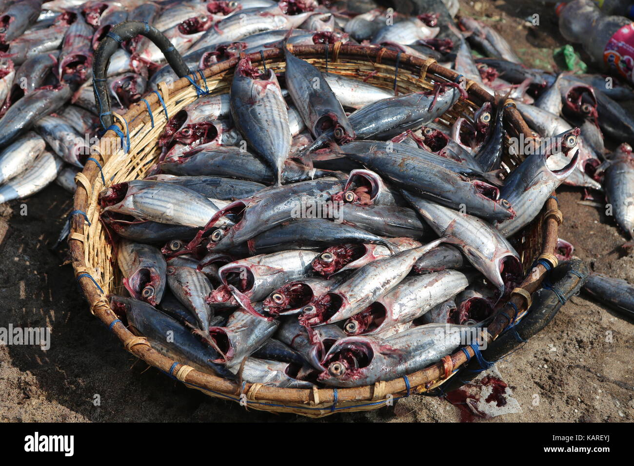 Procesado de pescado después de la captura en una cesta --- Fische verarbeitet nach Fang en einem Korb Foto de stock