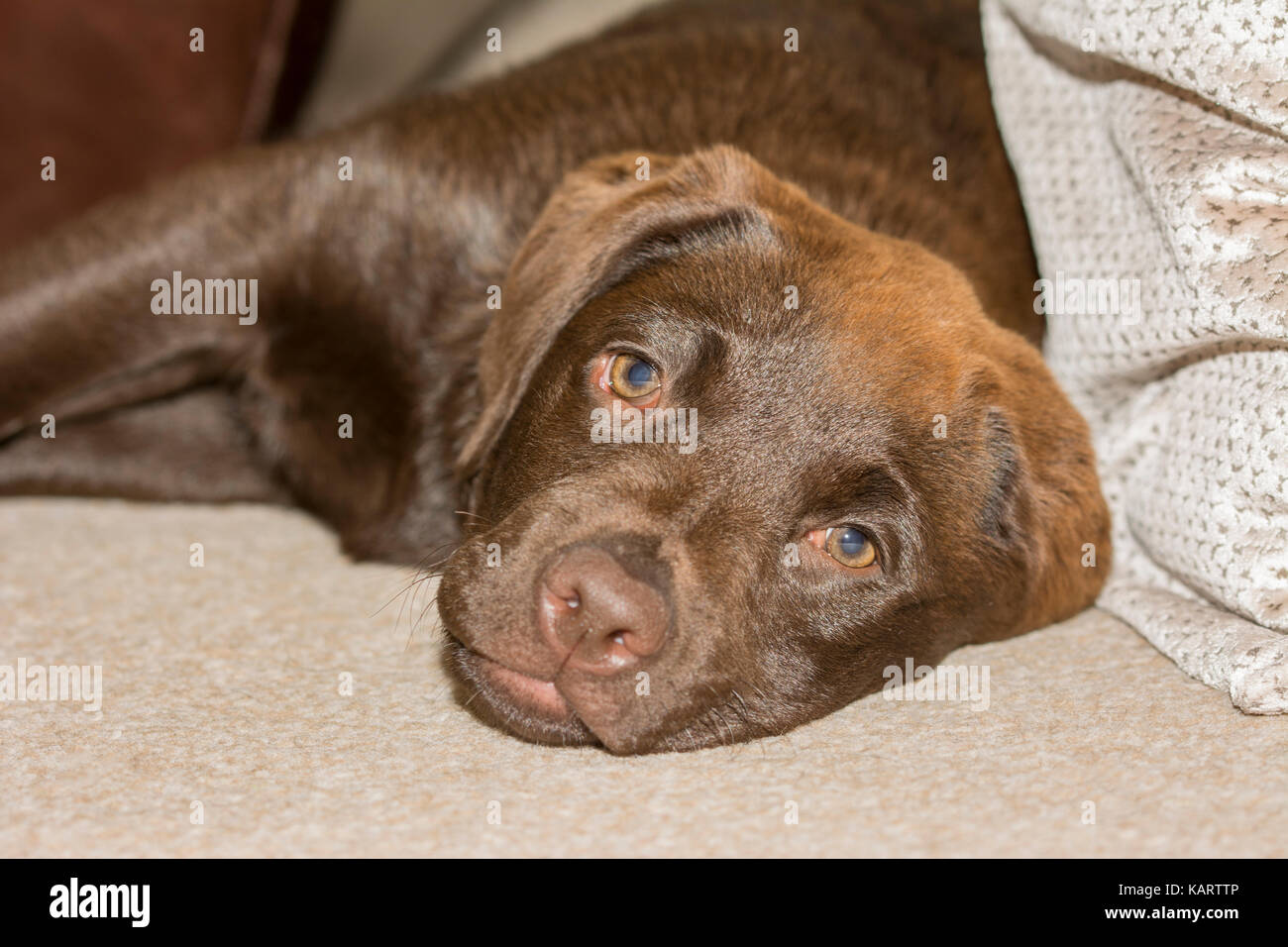 Acercamiento de un 3-month-old labrador chocolate acostado sobre una alfombra crema Foto de stock