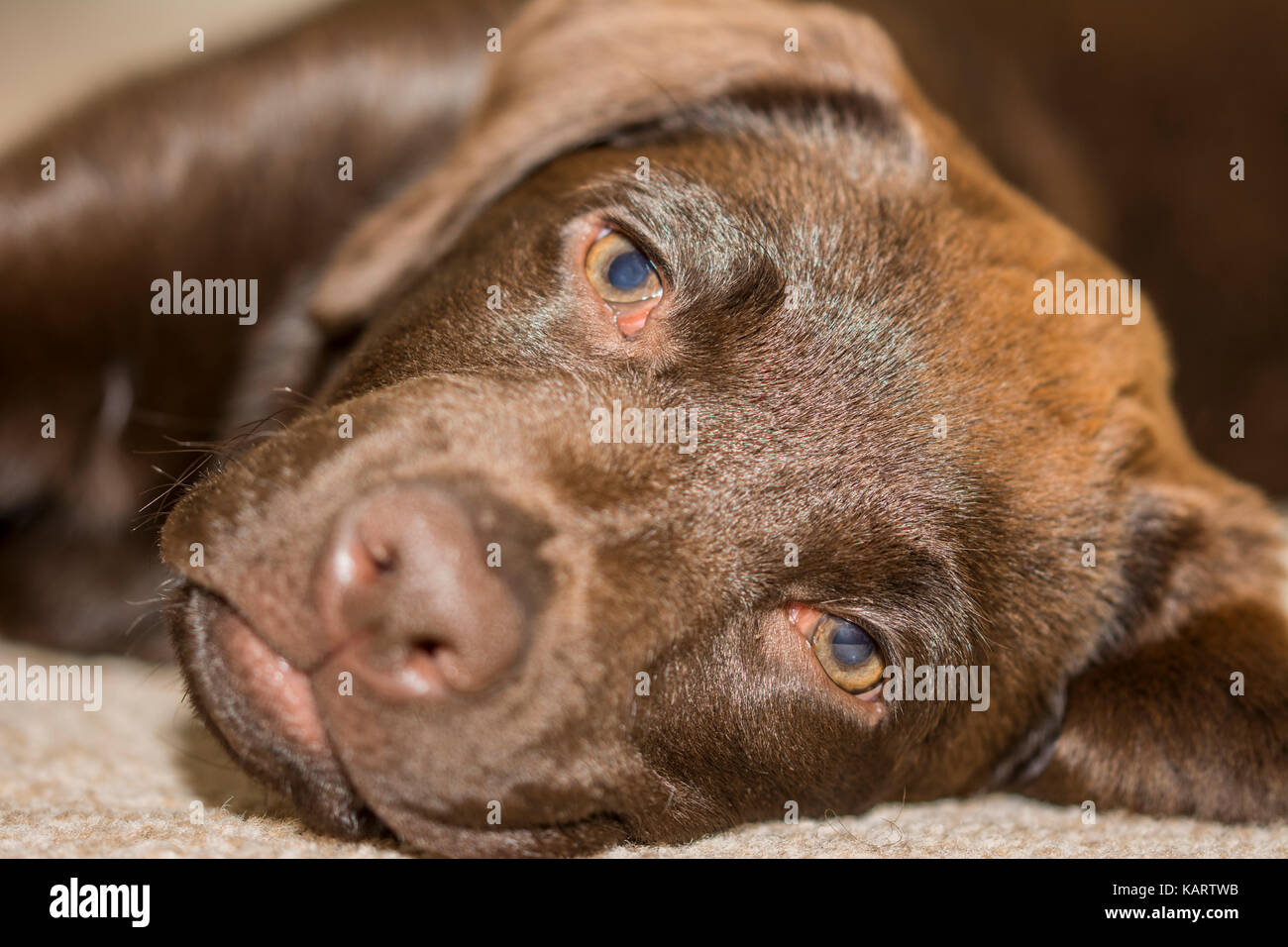 Acercamiento de un 3-month-old labrador chocolate acostado sobre una alfombra crema Foto de stock