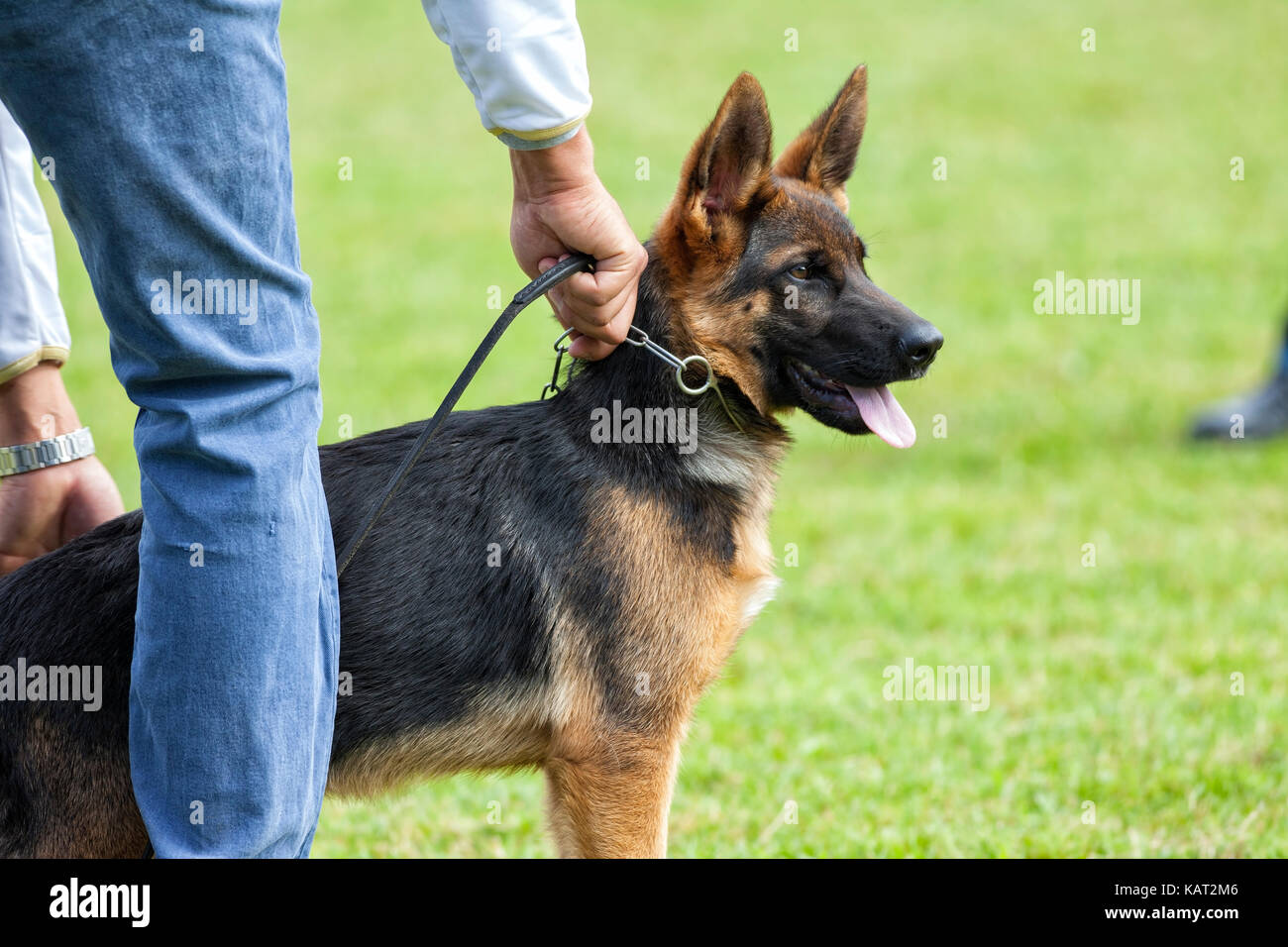 Adiestramiento de perros pastor alemán. Foto de stock