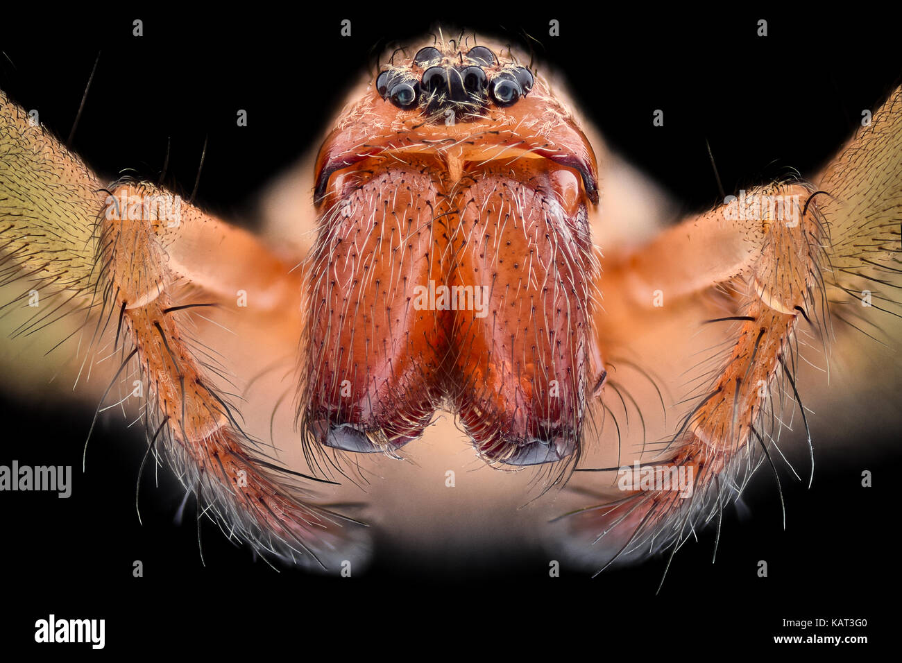 Ampliación extrema - Casa araña (Tegenaria agrestis) Foto de stock