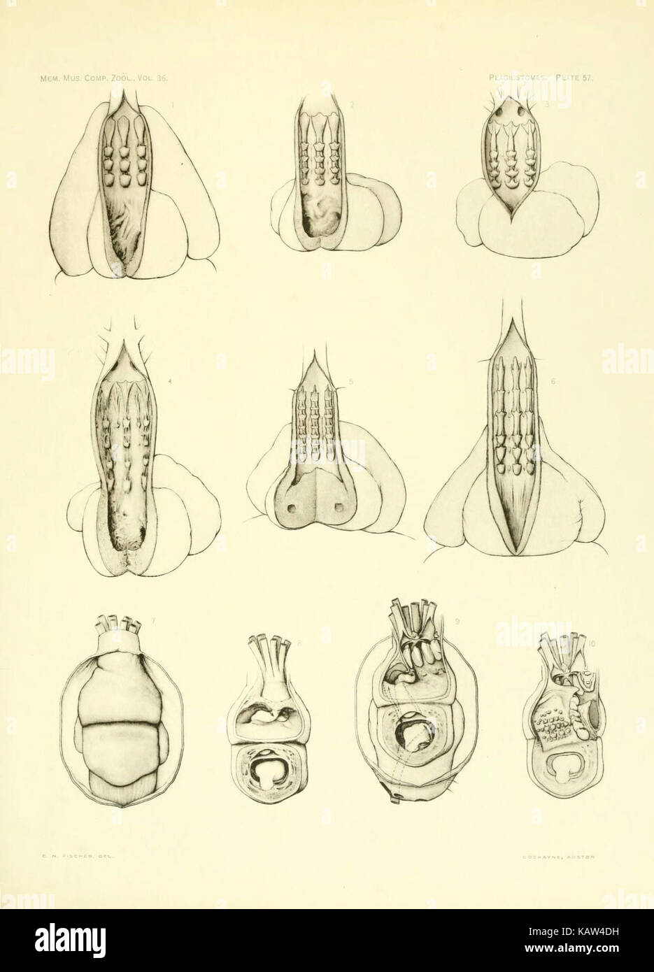 La Plagiostomia (Lámina 57) (6001275711) Foto de stock