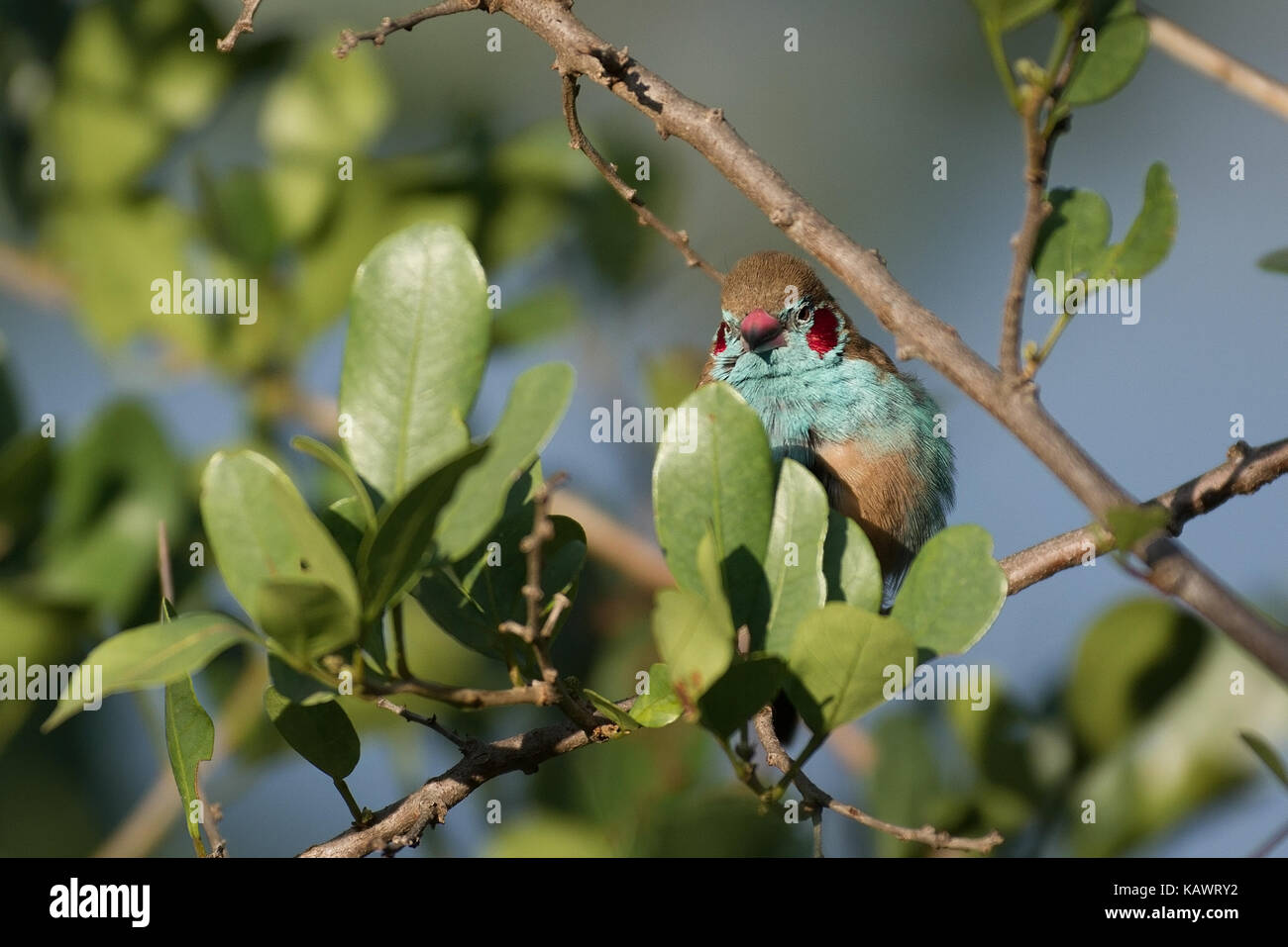 Rojo Cheeked Waxbill Cordon Bleu (Uraeginthus bengalus) encaramado en el árbol en el lago Elementaita, Kenya Foto de stock