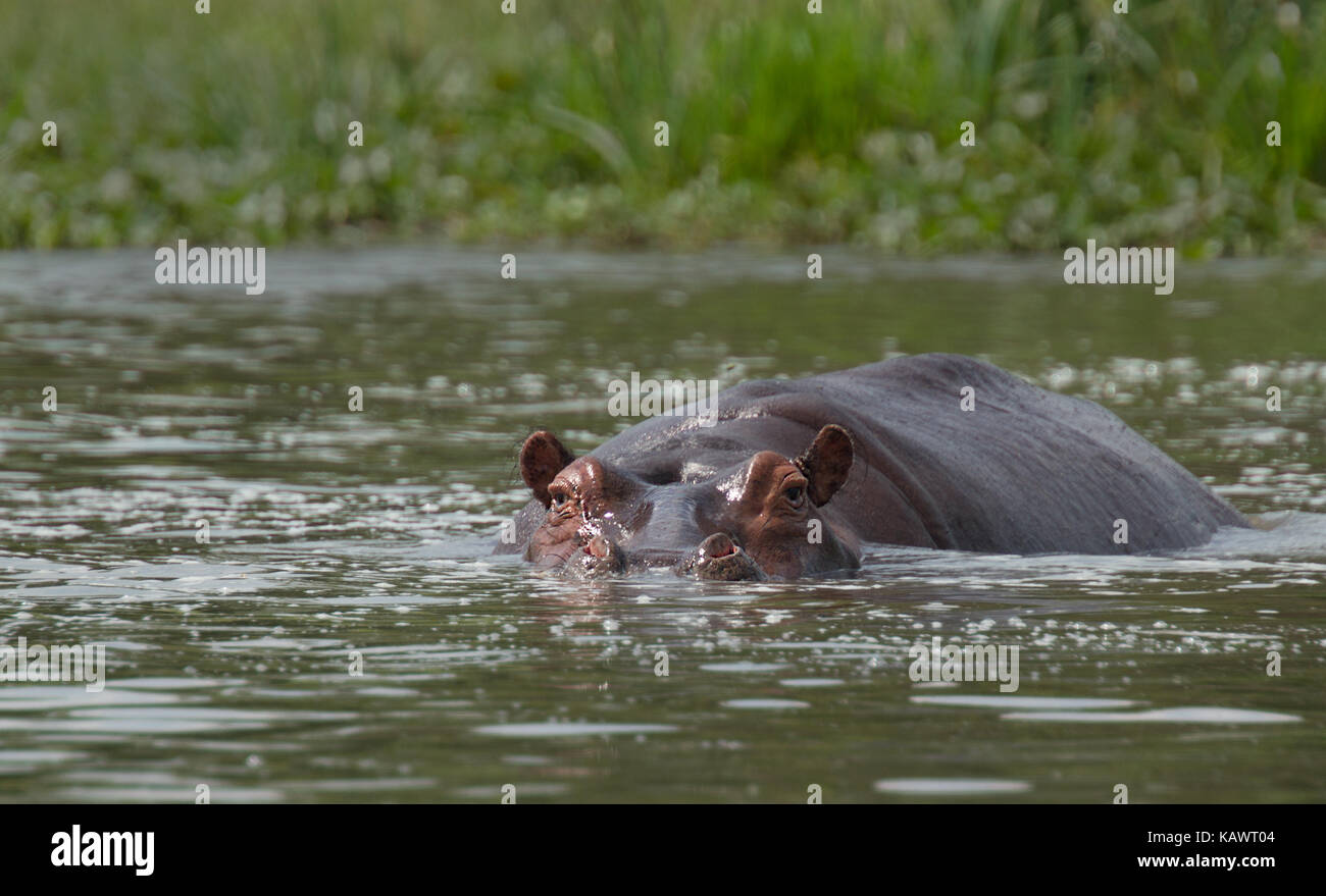 Hipopótamos (Hippopotamus amphibius) sumergido en el río en el Parque Nacional de Murchison Falls, Uganda Foto de stock