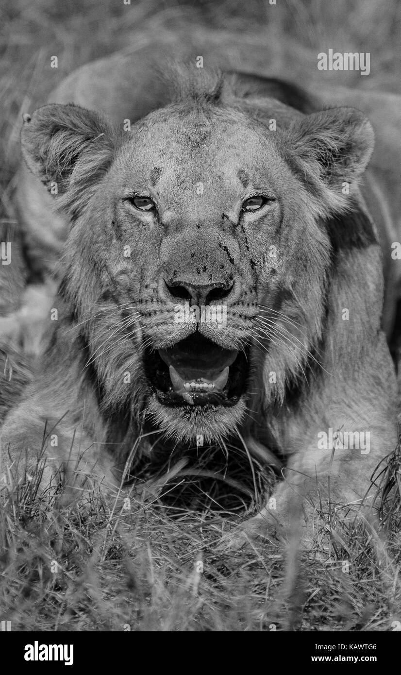 Young Male Lion cara a cara. Masai Mara, Kenya Foto de stock