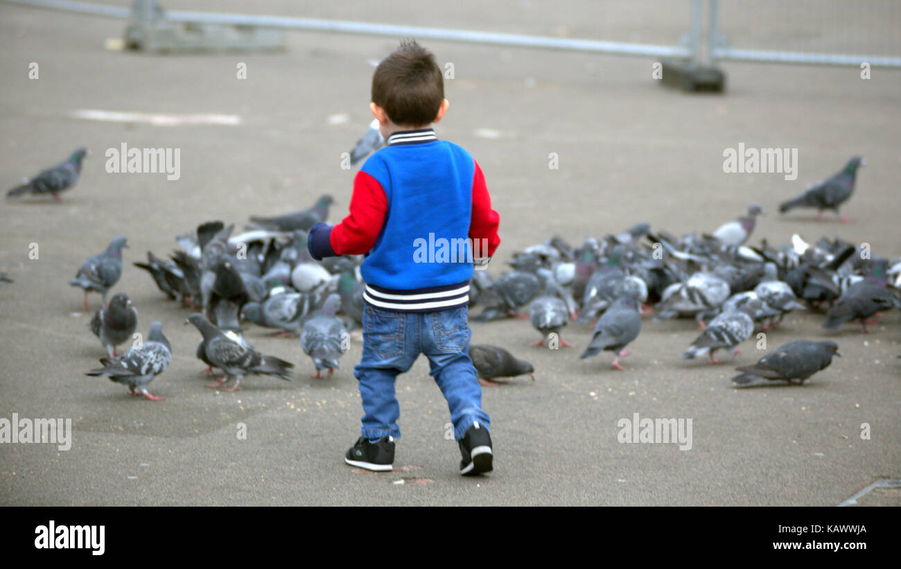 Little White Boy caucásica persiguiendo palomas chaqueta azul blanco rojo george square Glasgow Foto de stock