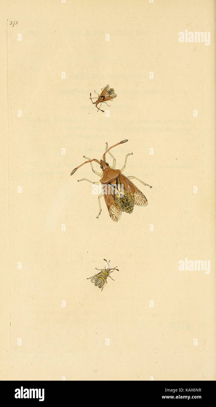 La historia natural de los insectos británicos (placa 375) BHL29954172 Foto de stock